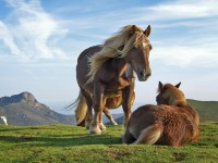 Dois Cavalos