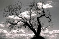 O Fruto da Figueira Velha